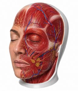 cadaver